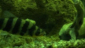 аквариум 1000литров