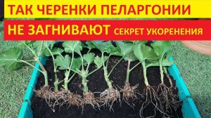 Герань (Пеларгония) размножаю проверенным способом результат Вас удивит