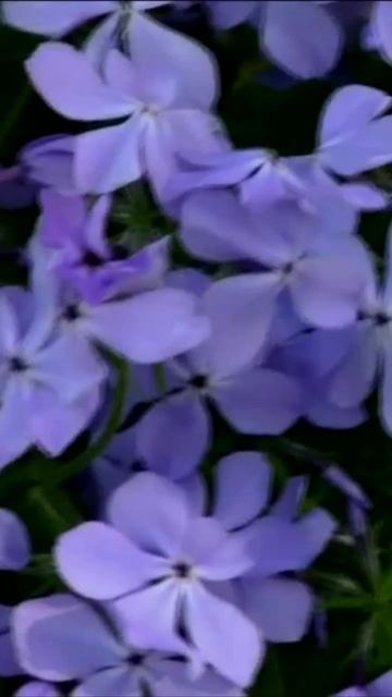 Флокс канадский. Дмитрий Шлапак смотреть онлайн