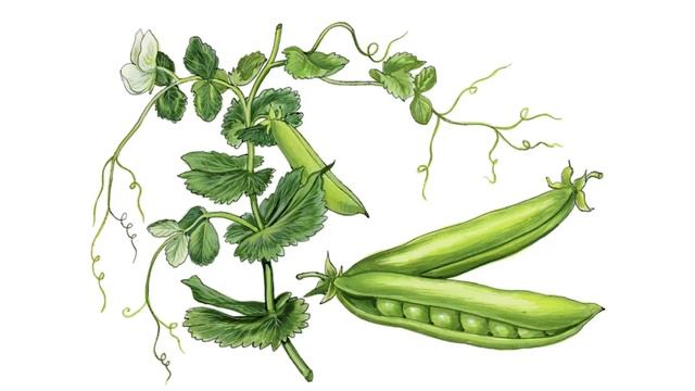 Кормить кроликов горохом смотреть онлайн