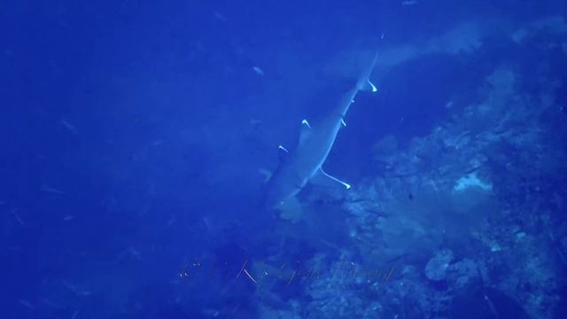 Diving Solomon Islands, November 2019 смотреть онлайн