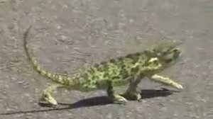 прикол Келас.mp4