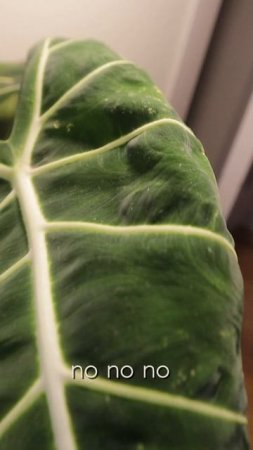 Ну здравствуй,  ГНИЛОСТНЫЙ клещ. Кто сталкивался? #комнатныерастения  #plants #алоказия