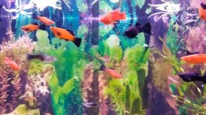 Меченосцы (рубин) поражение хилодонеллезом.