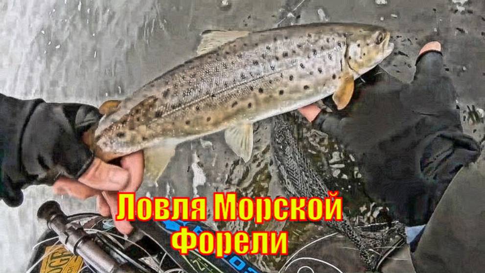 Северный ветер при ловле морской форели