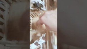 обзор на моё КСК сладкое яблочко лошади