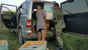 Первый опыт кочевки пчел на ПАТРИОТЕ. Сколько ульев становится в Патриоте