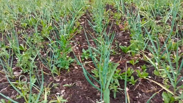 Органика против минеральных удобрений на чесноке. Живой пример! Смотрите и все увидите. смотреть онлайн