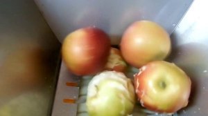 Яблоки 301 терка