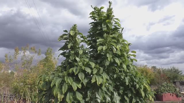 Амарант КРЕПЫШ, описание, опыт выращивания.