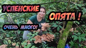 Успенские опята - богатый урожай!