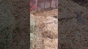 мои овцы кушают вот такой сено