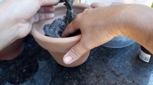 EUPHORBIA TRIGONA RUBRA,MOMENTO DE REPLANTAR.