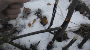 Силок на птиц с приспосаблением для вздергивания их на воздух