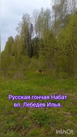 Русская гончая Набат вл. Лебедев Илья.#природа #собака #nature #hunting #охота #животные