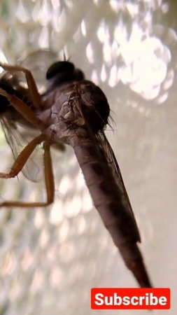 Houseful vs robber fly