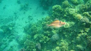 Акватория отеля Конкорд. Часть 2.