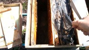 Весеннее развитие слабых отводков часть 2