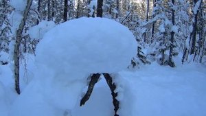 Заснеженный лес