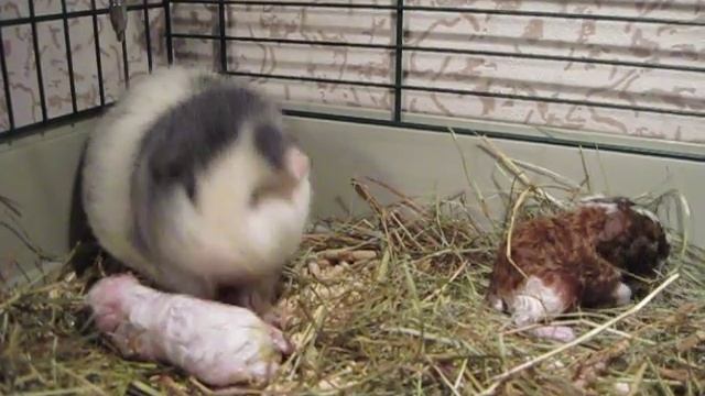 MVI_1742.AVI смотреть онлайн