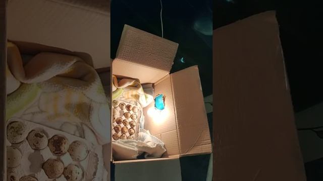 Первый день эксперимента"перепёлки" смотреть онлайн