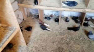 ГОЛУБИ ЛОЗОВАТСКОГО. 3июля 2024г.ТЕЛ 38 050 707 57 21