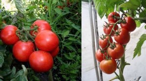 Гибрид томата Толстой