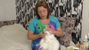 Шотландская Прямоухая   Все о моем котике