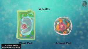 СТРОЕНИЕ клетки,менее 8 минут.