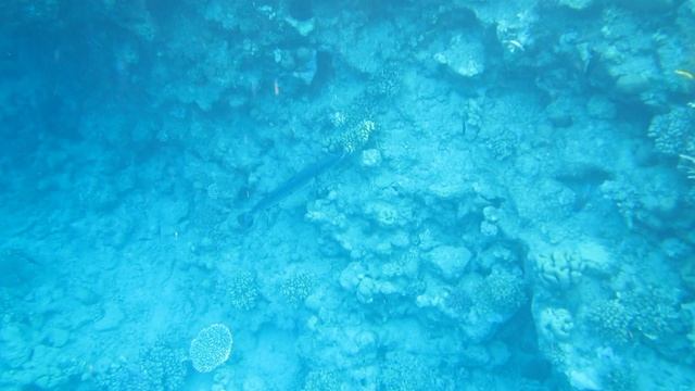 Барракуда.Красное море. Шарм-эш-Шейх. Эль Хадаба. 2023