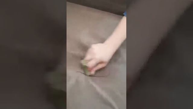 Салфетка скрабер Гринвей против маркера на кресле! смотреть онлайн