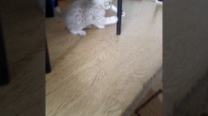 Лучшая игрушка