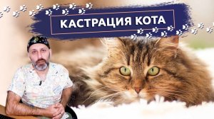 Кастрация кота_ В каком возрасте лучше проводить кастрацию кота