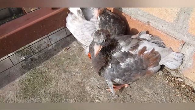 Николаевские голуби. Что нового в нижней голубятне? Интересные голубята!