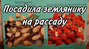 Эксперимент! Сажаю  ремонтантную землянику в банку и не только.