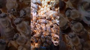 Как квакают матки