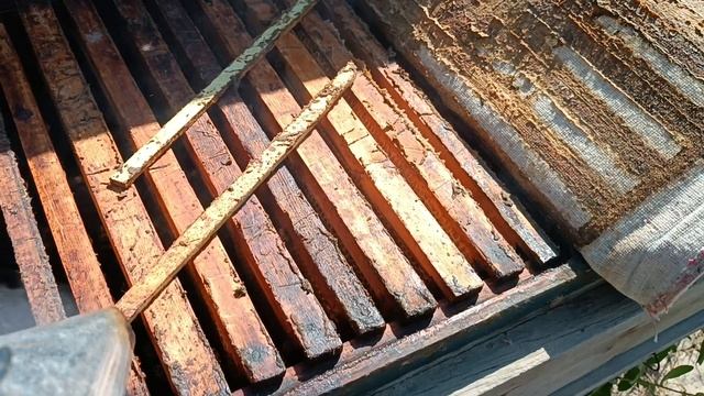 пчела смотреть онлайн