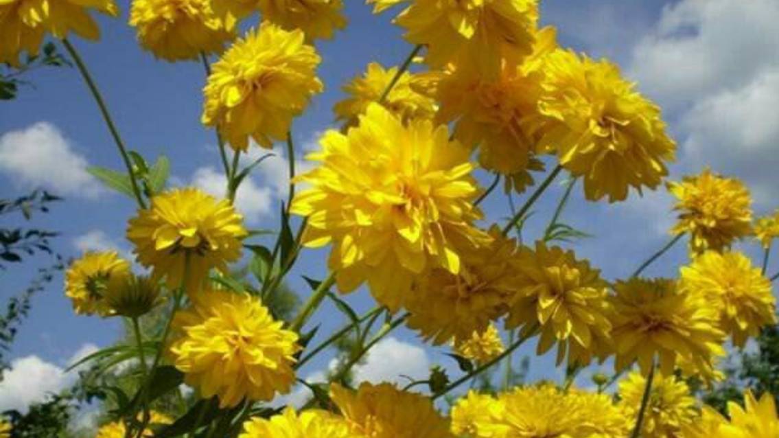 ЗОЛОТЫЕ ШАРЫ смотреть онлайн