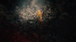 Ant-Man Official Trailer #1 (2015) - Paul Rudd, Evangeline Lilly Marvel Movie HD