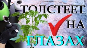 Подкармливаю этим удобрением и рассада растёт толстенькая и крепкая