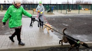 Волонтеры ЛГОКа помогли приюту для животных