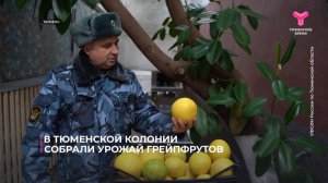 В тюменской колонии собрали урожай грейпфрутов