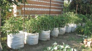 Выращиваем томаты в контейнерах