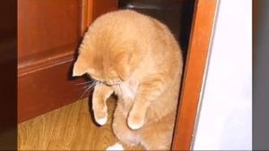 натали то ли да толи нет