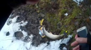 Подергал шнурков на р.Киржач 16 декабря 2017 на джиг. Рыбалка на в Киржаче