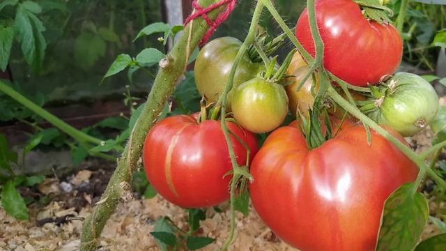 Характеристики и описание томатов сорта Чудо земли смотреть онлайн