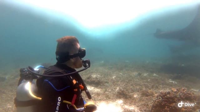 DIVING 2, KOMODO, INDONESIA. MANTA RAYS AND BLACK MANTA! (RARE) смотреть онлайн