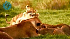 Социальный ролик "Будьте ответственными родителями" МДФ "Дети Саха Азия"