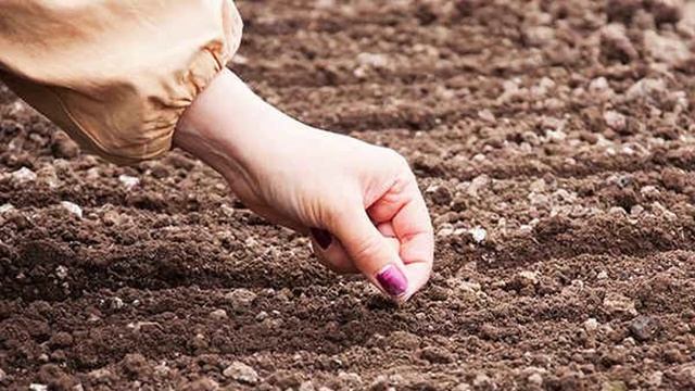 Выращивание и уход за репой в открытом грунте, правила и схема посадки смотреть онлайн