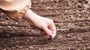 Выращивание и уход за репой в открытом грунте, правила и схема посадки